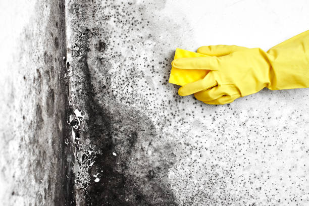 Best Local Mold Removal Service  in Yutan, NE