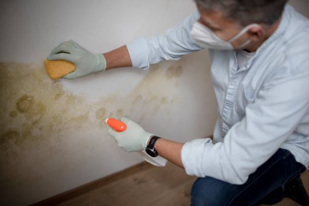 Home Mold Removal in Yutan, NE