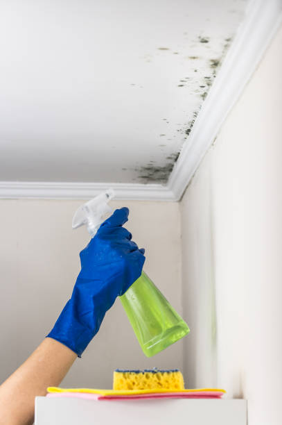 Mold Removal and Inspection in Yutan, NE